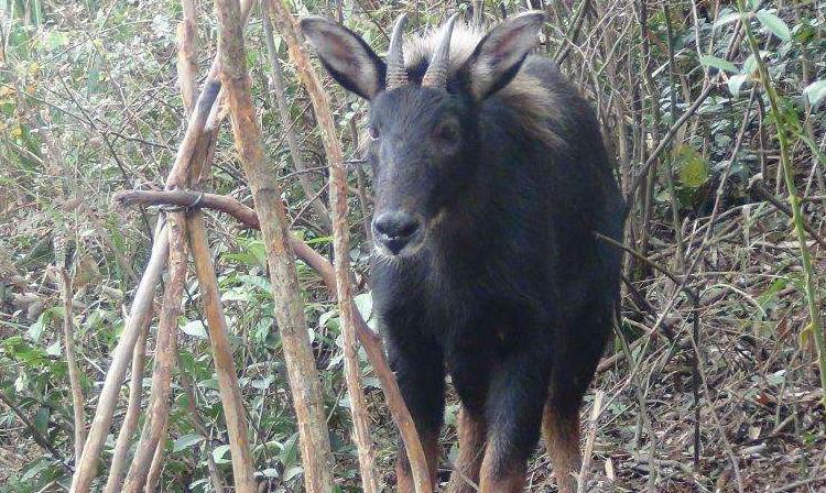 王中王四不像平一肖,探寻神秘文化符号背后的深意,探寻王中王四不像平一肖神秘文化符号的深层含义