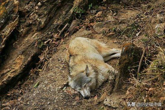 今日头条新闻,流浪狐独老狼的故事,今日头条热点,流浪狐与独老狼的传奇故事