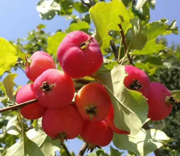 府谷最近新闻大事,府谷最新新闻大事速递