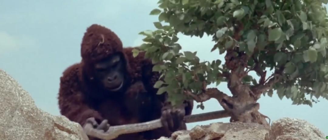 鲨鱼直升机,空中巨无霸的传奇故事,鲨鱼直升机,空中巨无霸的辉煌传奇