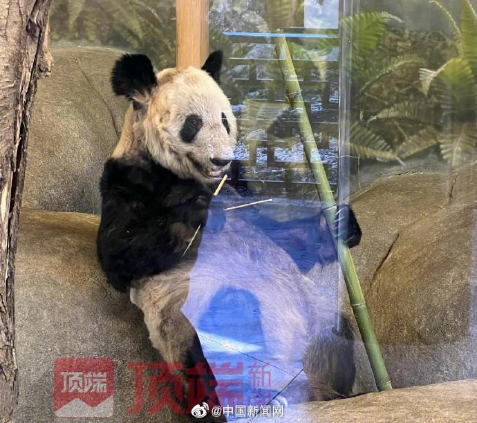 最新消息揭秘,熊猫丫丫是否已经回国?,熊猫丫丫最新消息,是否已回国揭晓?