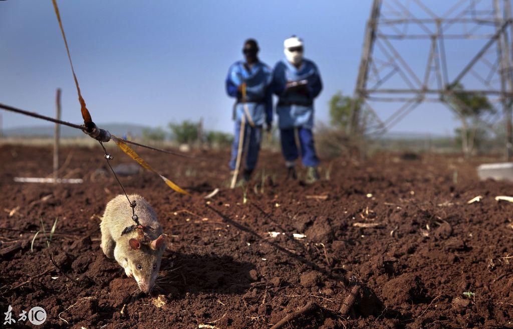 直-20航程及作战半径,揭示中国新一代通用运输直升机的实力,直-20运输直升机航程与作战半径揭示新一代通用直升机的强大实力