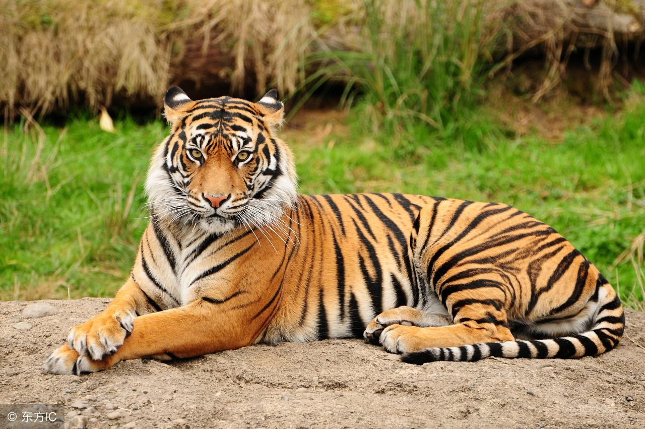 王中王8期指一生肖——探寻生肖文化中的奥秘与魅力,探寻生肖文化中的奥秘与魅力,王中王8期揭晓一生肖