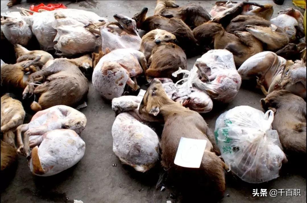 武汉华南海鲜市场女老板照片背后的故事,武汉华南海鲜市场女老板背后的故事揭秘