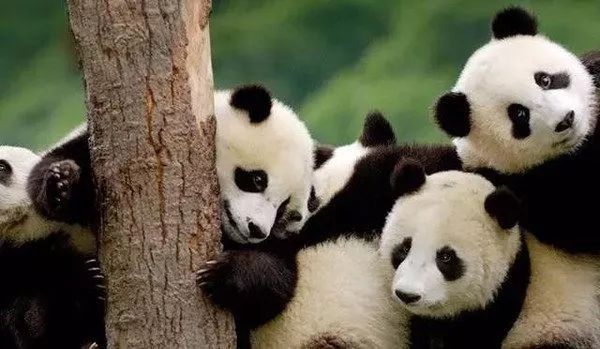 熊猫滚滚看世界2022,一场跨越文化与自然的奇妙之旅,熊猫滚滚看世界之旅,跨越文化与自然的奇妙探险之旅(2022)