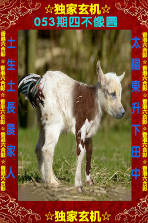 王中王四不象一肖中特,探寻神秘文化符号背后的深意,探寻王中王四不象一肖中特,神秘文化符号背后的深层含义