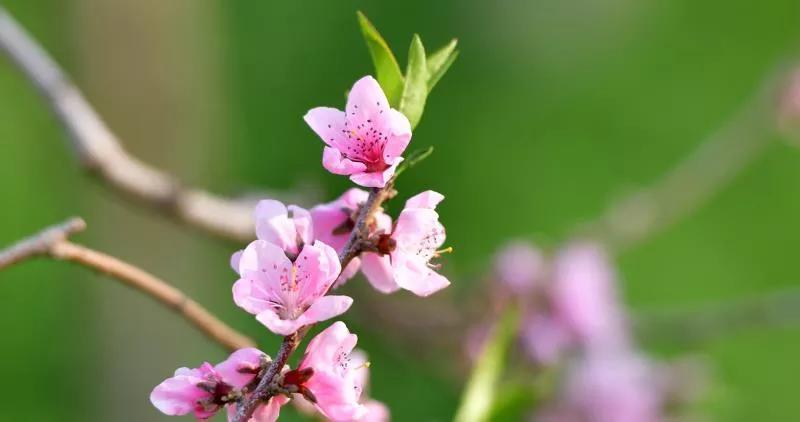 今天也是莬丝花魏满十四岁,莬丝花魏满十四岁,成长的新起点