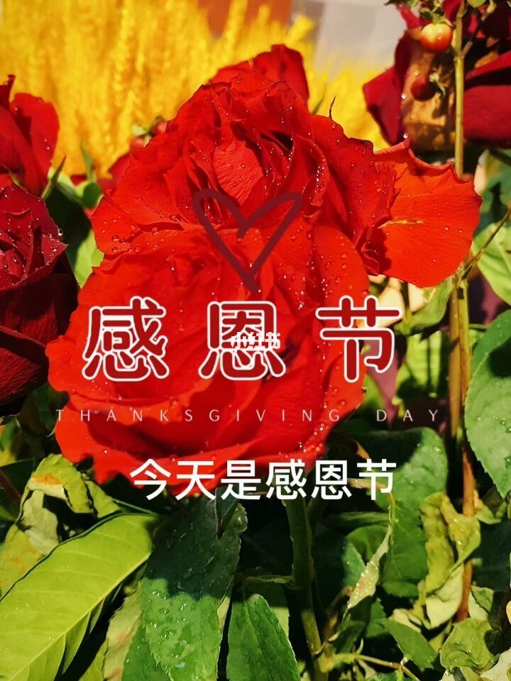 今天是感恩节,感恩的力量与美好,感恩节,感恩的力量与美好传递心灵温暖