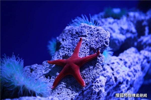 海底一万米,潜水员的生死挑战与心理极限,海底一万米,潜水员的生死挑战与心理极限考验