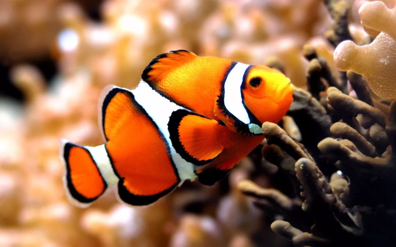 王中王四不像定一肖,神秘与传奇的交融,王中王四不像定一肖,神秘与传奇的交融揭秘