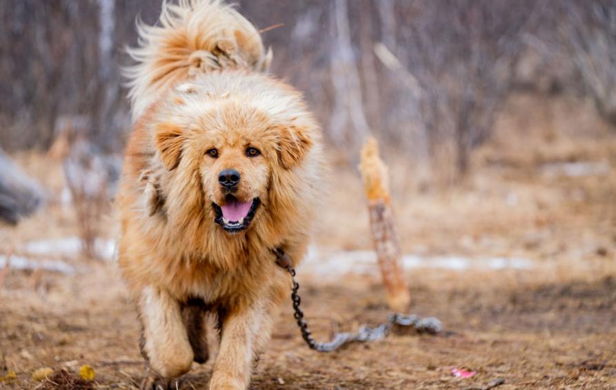 世界十大重型牛品种,特点、起源与应用,世界十大重型牛品种,特点、起源与应用详解