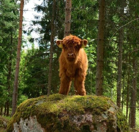 世界十大重型牛品种,特点、起源与应用,世界十大重型牛品种,特点、起源与应用详解