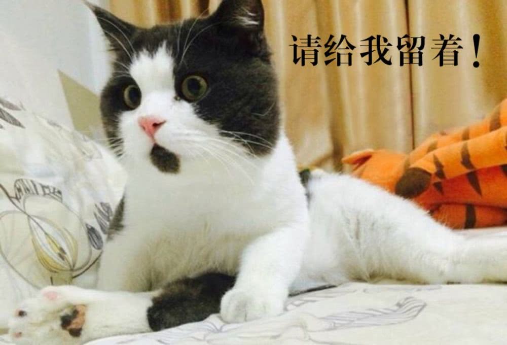 鼎盛军事论坛中的吃薄荷的猫，探索军事领域的独特视角与故事，鼎盛军事论坛中的吃薄荷的猫，军事领域的独特视角与故事探索