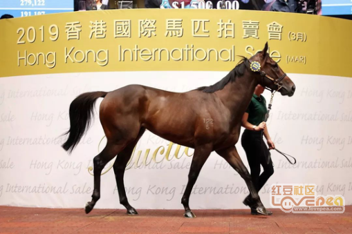 香港马，77777与88888的传奇故事，香港赛马传奇，77777与88888的传奇篇章