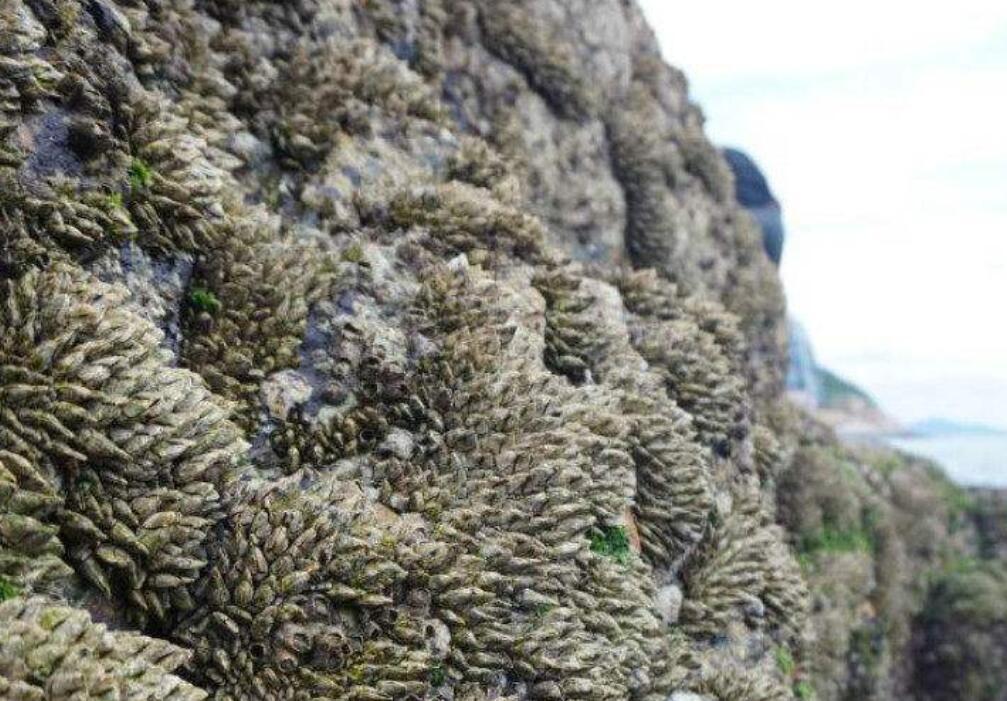 中国第三艘航母船体成型，揭示其意义与未来展望，中国第三艘航母船体成型，意义深远与未来展望
